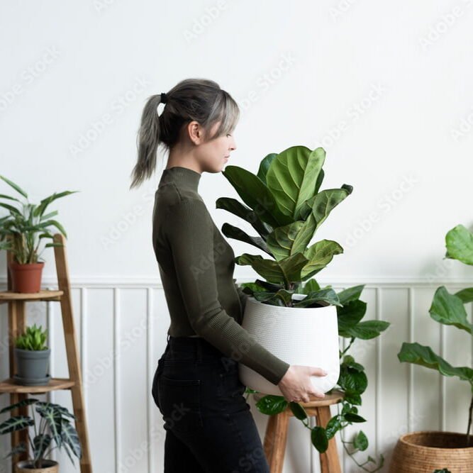 Plant hydration hydrohog